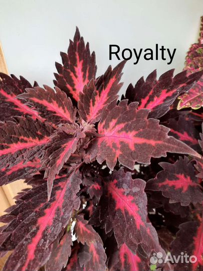 Колеусы, срезы и укоренённые