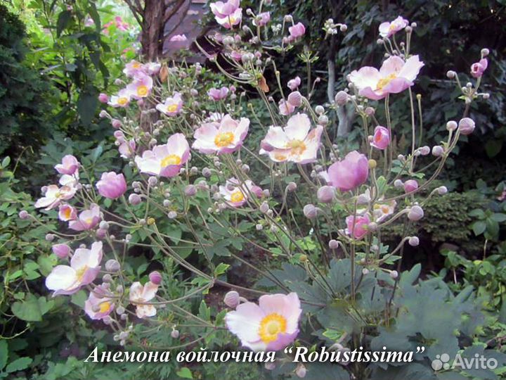 Анемона Робустиссима