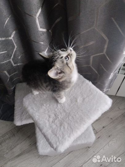 Тигровый табби