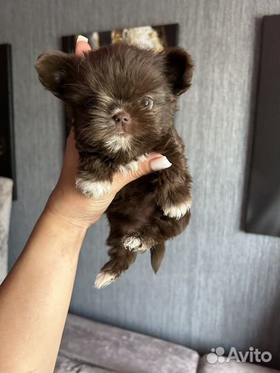 Мини эксклюзифффчик девчуля