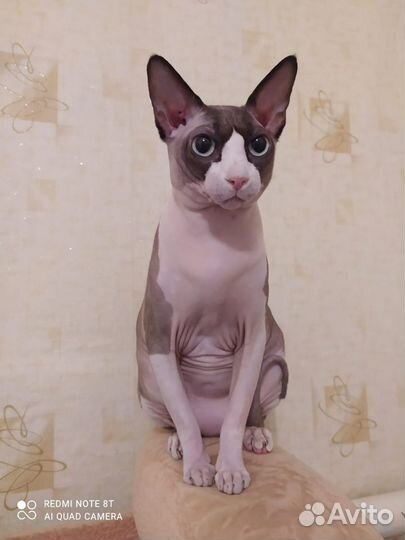 Канадский сфинкс (вязка, кот)