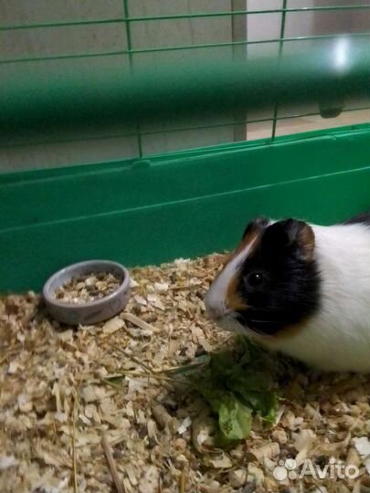 Морская свинка