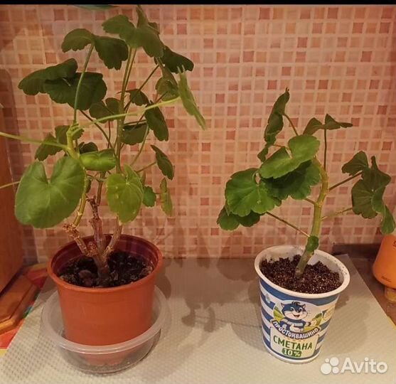 Пеларгония герань