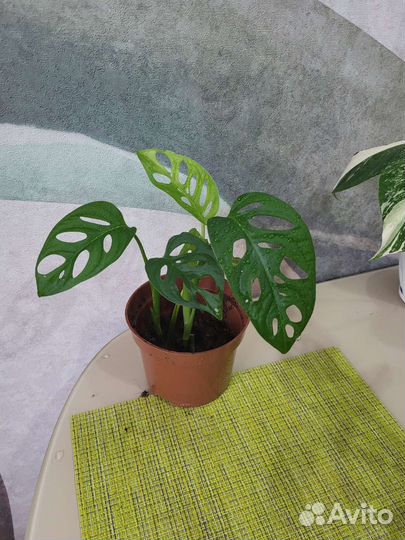 Монстера манки маск