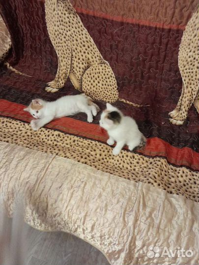 Кошки в добрые руки бесплатно