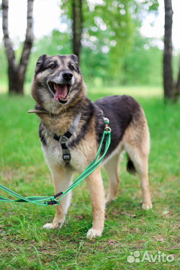 Пегас в семью