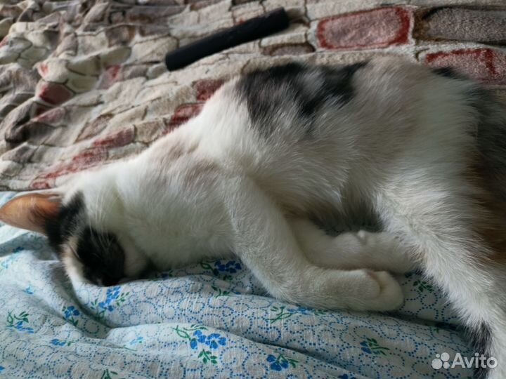 Кошка в дар