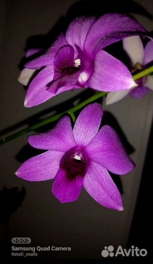 Орхидеи. Фаленопсис, ваниль, дендробиум