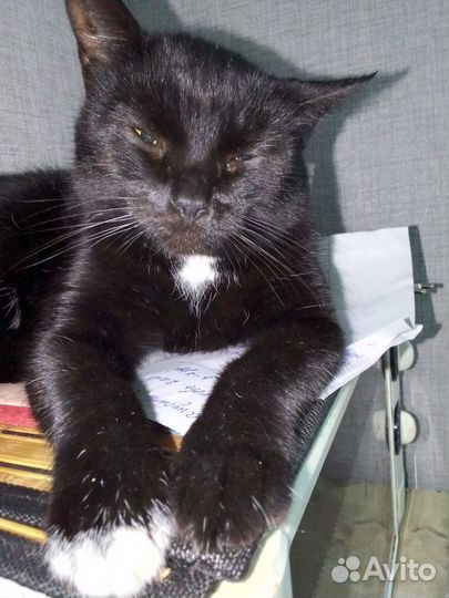 Черный котенок