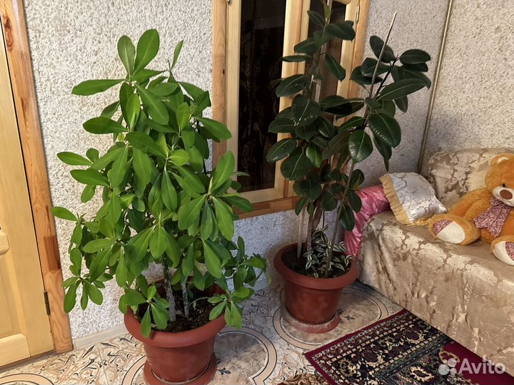 Домашние цветы