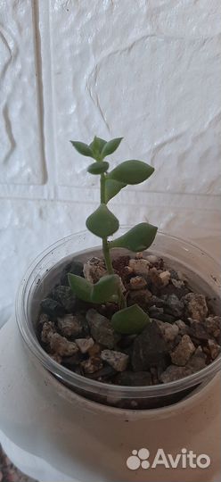 Суккуленты