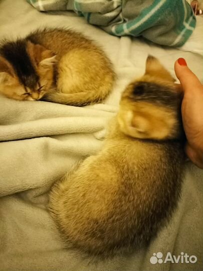 Золотая шиншилла (NY11, NY25)