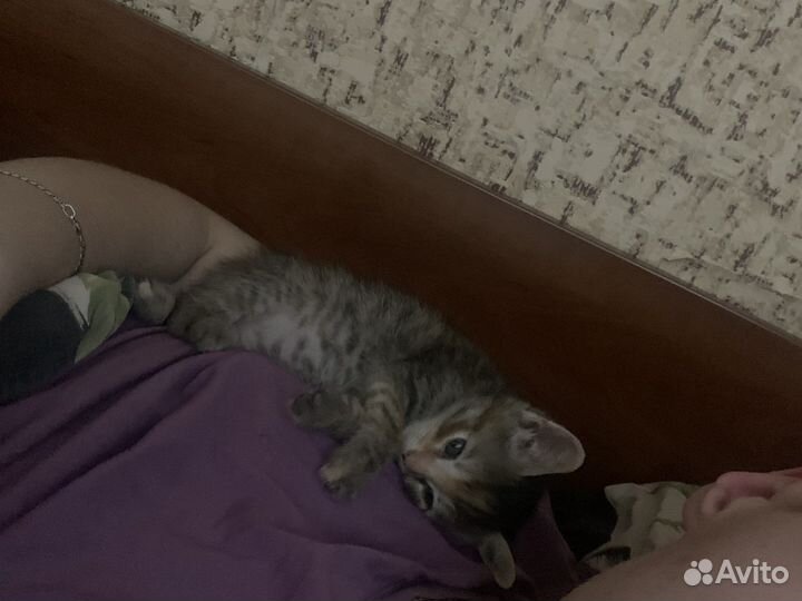 Котёнок в добрые руки