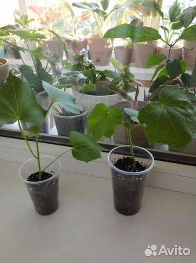 Клеродендрумы и бугенвиллии