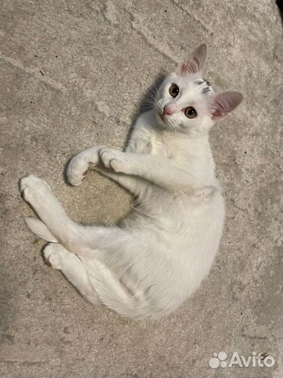 Вислоухий кот и кошечка