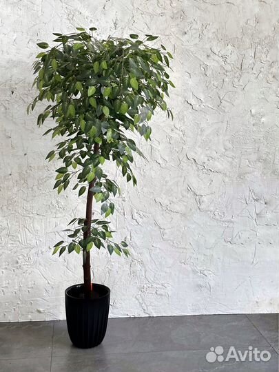 Искусственный фикус