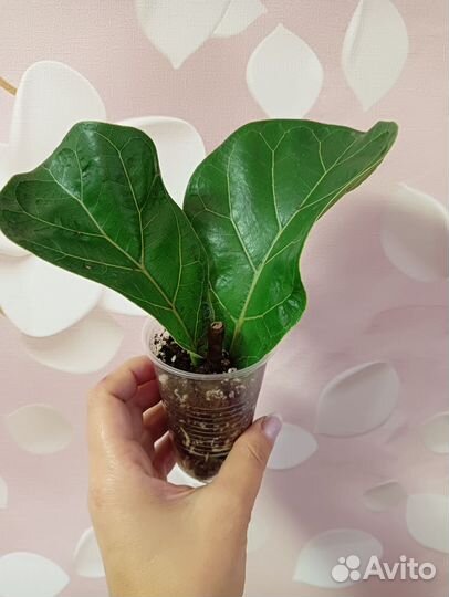 Фикус лирата бамбино