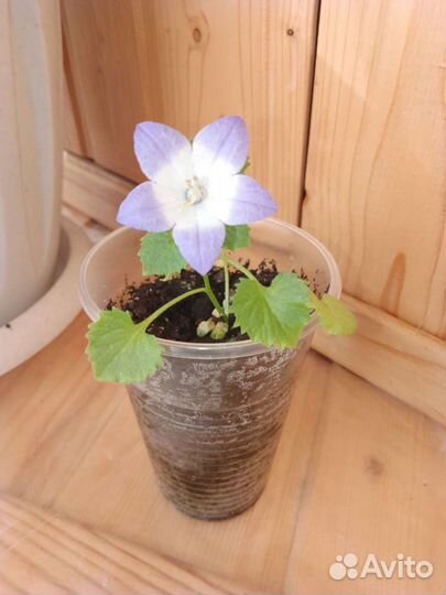 Кампанула (биколор)