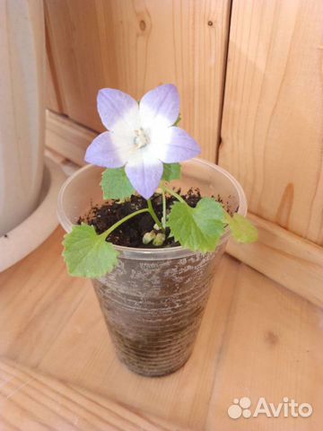 Кампанула (биколор)