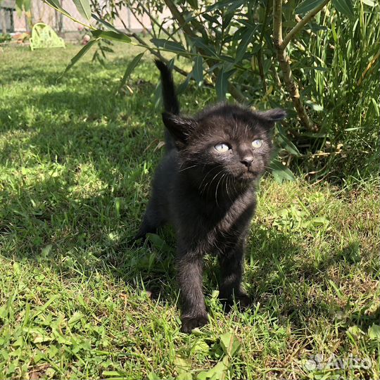Отдам с доставкой на дом в хорошие руки котят