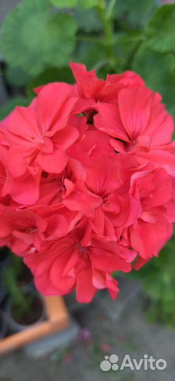 Герань пеларгония