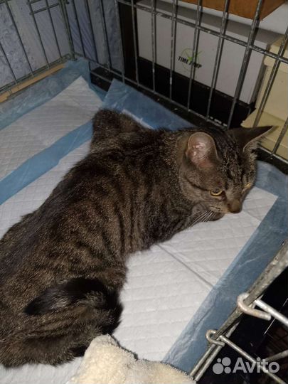 Больной котёнок - передержка на время