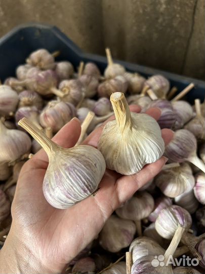 Лук репчатый, чеснок
