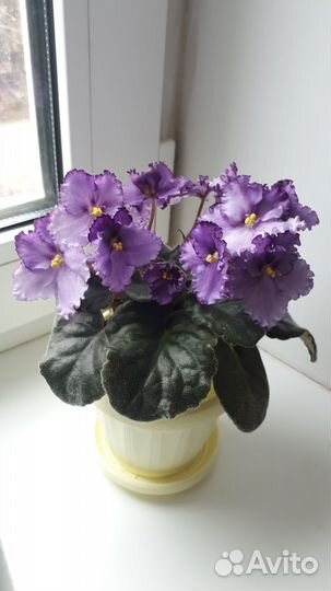 Сортовые фиалки