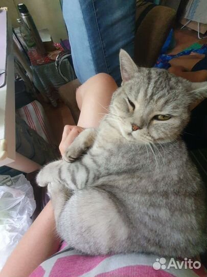 Британская кошка в добрые руки