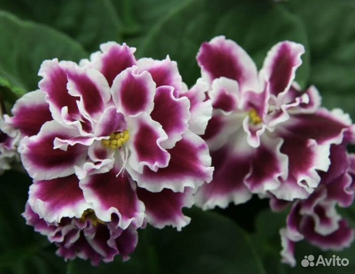 Детки сортовых фиалок