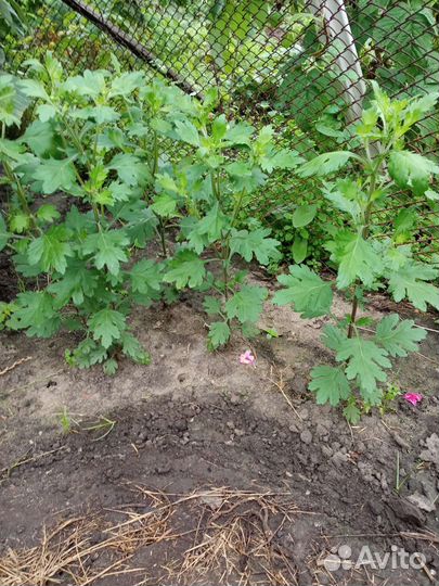 Хризантема многолетняя корейская зимующая