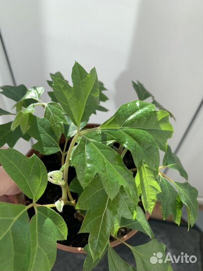 Циссус, цветы комнатные