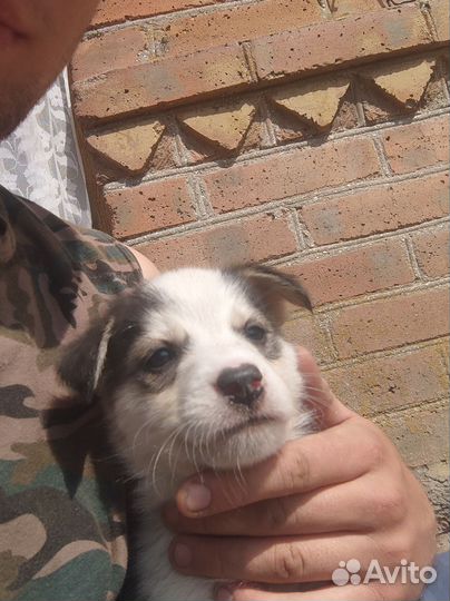 Отдам в хорошие руки