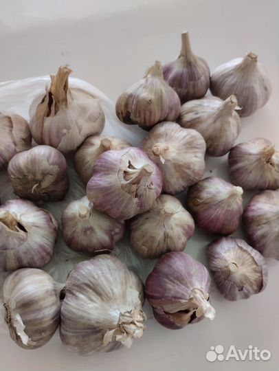 Чеснок
