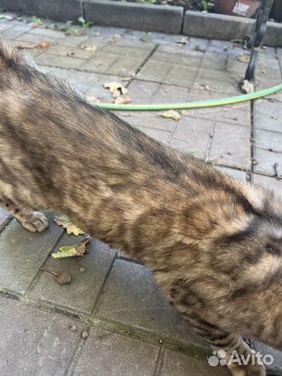 Кот бенгальский найден