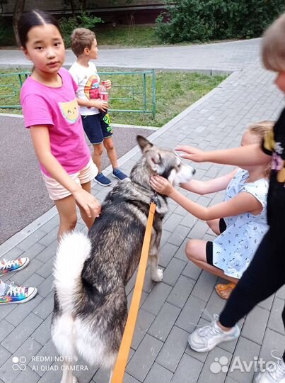 Дрессировка, выгул и социализация собак