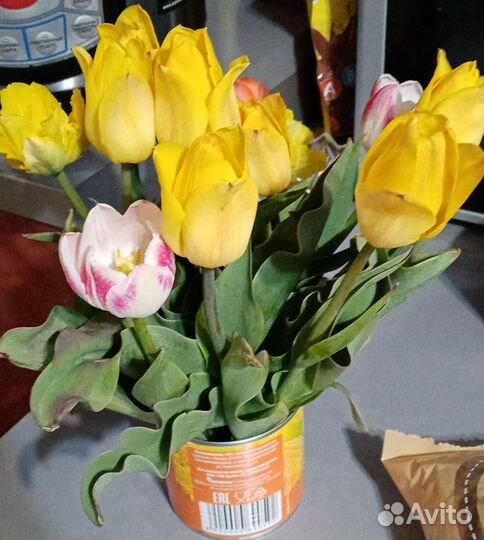 Луковицы тюльпанов