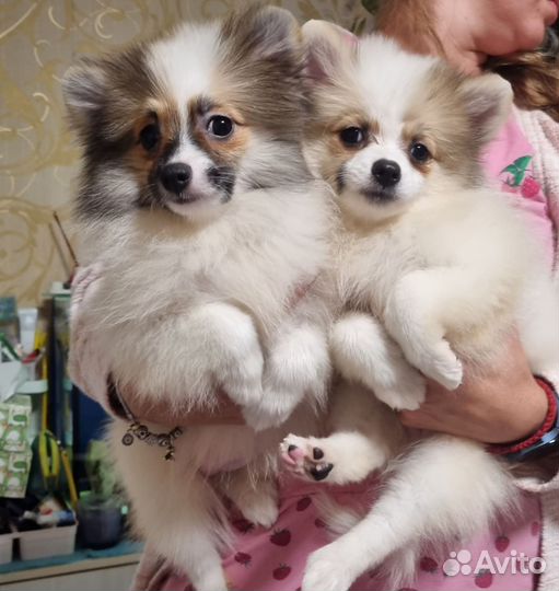 Шпиц мальчики и девочки