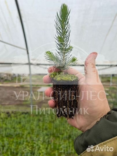 Предзаказ Голубая ель зкс сеянцы