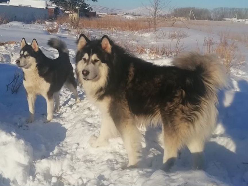 Аляскинский маламут щенки