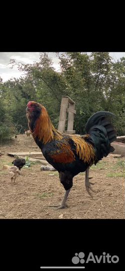Гергебильский петух