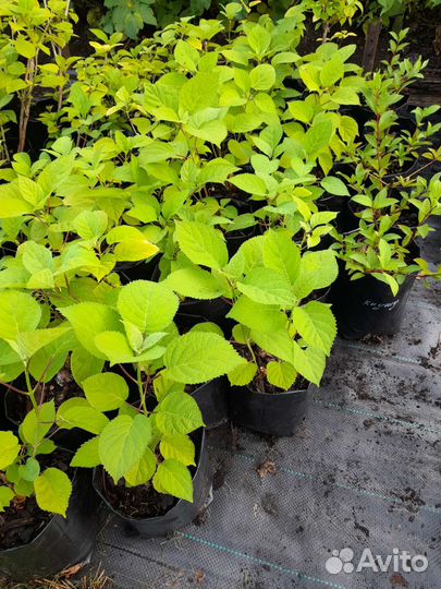 Саженцы декоративных кустарников