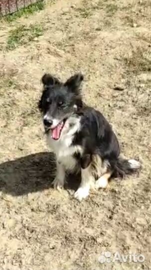 Собаки в дар в добрые руки