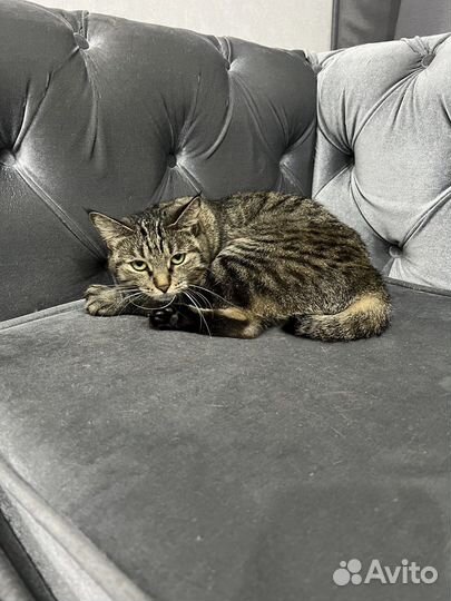 Курильский бобтейл котик