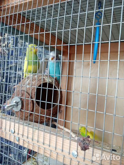 Птенцы волнистый попугай