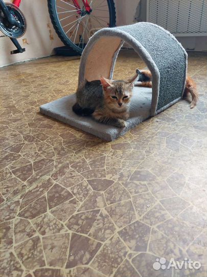 Малышка ищет дом