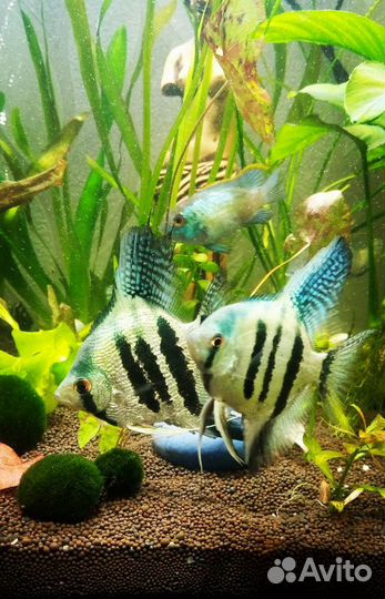 Скалярия Голубой ангел,пара. Цихлида