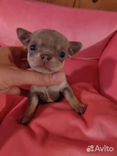 Щенки чихуахуа