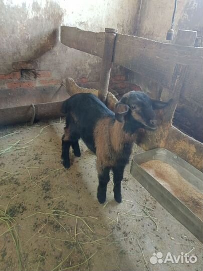 Нубийские козочки