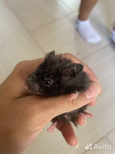 Сирийский хомяк малыши